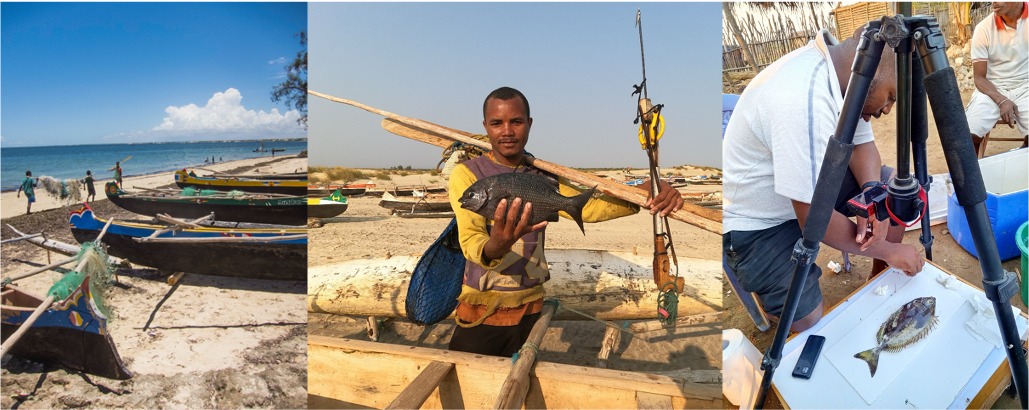 Herbivore fishes in Madagascar